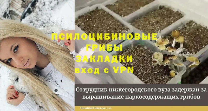 Псилоцибиновые грибы Psilocybine cubensis Балахна